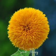 Load image into Gallery viewer, Giant Sungold Sunflower – 25 Seeds