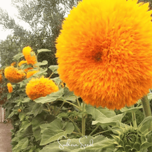 Load image into Gallery viewer, Giant Sungold Sunflower – 25 Seeds