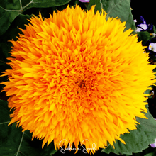 Load image into Gallery viewer, Giant Sungold Sunflower – 25 Seeds