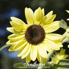 Load image into Gallery viewer, Lemon Queen Sunflower – 25 Seeds