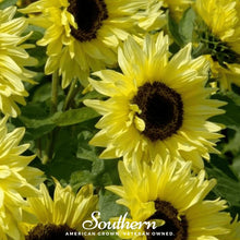 Load image into Gallery viewer, Lemon Queen Sunflower – 25 Seeds