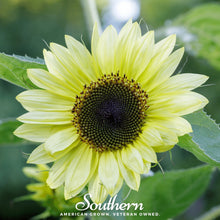 Load image into Gallery viewer, Lemon Queen Sunflower – 25 Seeds