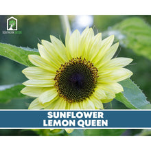 Load image into Gallery viewer, Sunflower Seed Collection – 6 Varieties