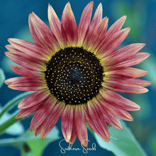 Load image into Gallery viewer, Strawberry Blonde Sunflower – 25 Seeds