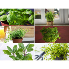 Load image into Gallery viewer, Windowsill Herb Seed Collection – 6 Culinary Herbs