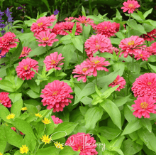 Load image into Gallery viewer, Coral Zinnia – 100 Seeds