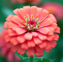 Load image into Gallery viewer, Coral Zinnia – 100 Seeds