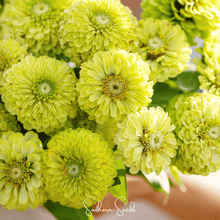 Load image into Gallery viewer, Envy Green Zinnia – 25 Seeds