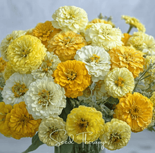 Load image into Gallery viewer, Lemon Meringue Zinnia – 100 Seeds