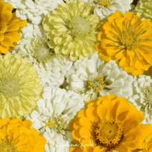 Load image into Gallery viewer, Lemon Meringue Zinnia – 100 Seeds