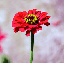Load image into Gallery viewer, Meteor Zinnia – 100 Seeds