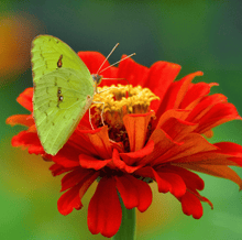 Load image into Gallery viewer, Meteor Zinnia – 100 Seeds
