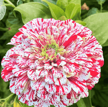 Load image into Gallery viewer, Peppermint Stick Zinnia – 50 Seeds