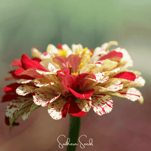 Load image into Gallery viewer, Peppermint Stick Zinnia – 50 Seeds