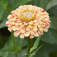 Load image into Gallery viewer, Peppermint Stick Zinnia – 50 Seeds