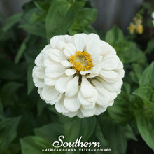 Load image into Gallery viewer, Polar Bear Zinnia – 100 Seeds