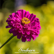 Load image into Gallery viewer, Purple Prince Zinnia – 100 Seeds