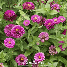 Load image into Gallery viewer, Purple Prince Zinnia – 100 Seeds
