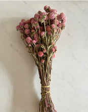 Load image into Gallery viewer, Set of 3 Dried Globe Amaranth aka gomphrena bundles