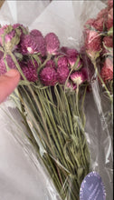 Load image into Gallery viewer, Set of 3 Dried Globe Amaranth aka gomphrena bundles
