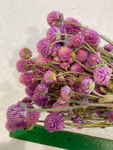 Load image into Gallery viewer, Set of 3 Dried Globe Amaranth aka gomphrena bundles