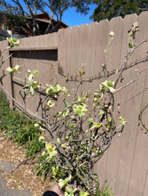 Load image into Gallery viewer, Dogwood blossom branches