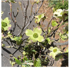 Load image into Gallery viewer, Dogwood blossom branches
