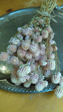 Load image into Gallery viewer, Set of 3 Dried Globe Amaranth aka gomphrena bundles