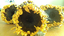 Load image into Gallery viewer, Dried sunflower bundle-- weddings, fall, rustic, primitive decor