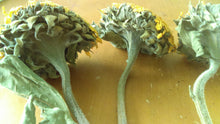 Load image into Gallery viewer, Dried sunflower bundle-- weddings, fall, rustic, primitive decor