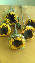 Load image into Gallery viewer, Dried sunflower bundle-- weddings, fall, rustic, primitive decor