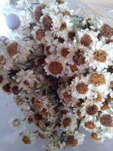 Load image into Gallery viewer, 4 bundles of Dried Ammobium