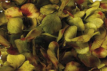 Load image into Gallery viewer, 9 stems of ultra soft dried hydrangea. Gorgeous shades still available
