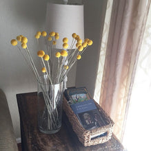Load image into Gallery viewer, 3 Bunches of Lovely Yellow Craspedia (Billy Balls)