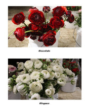 Load image into Gallery viewer, 50 Fresh Italian ranunculus (USA grown) gorgeous colors (mix and match)