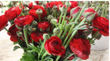 Load image into Gallery viewer, 50 Fresh Italian ranunculus (USA grown) gorgeous colors (mix and match)