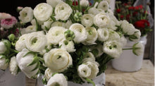 Load image into Gallery viewer, 50 Fresh Italian ranunculus (USA grown) gorgeous colors (mix and match)
