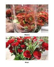 Load image into Gallery viewer, 50 Fresh Italian ranunculus (USA grown) gorgeous colors (mix and match)
