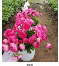 Load image into Gallery viewer, 50 Fresh Italian ranunculus (USA grown) gorgeous colors (mix and match)