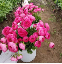 Load image into Gallery viewer, 50 Fresh Italian ranunculus (USA grown) gorgeous colors (mix and match)