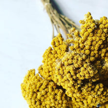 Load image into Gallery viewer, 3 bundles of dried yarrow- dried fall flowers and herbs - fall decor