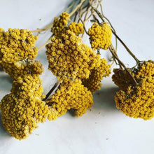 Load image into Gallery viewer, 3 bundles of dried yarrow- dried fall flowers and herbs - fall decor