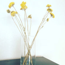 Load image into Gallery viewer, 3 bundles of dried yarrow- dried fall flowers and herbs - fall decor