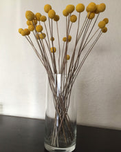 Load image into Gallery viewer, 3 bunches of dried yellow billy balls- spunky fun craspedia perfect for spring and easter decor