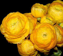 Load image into Gallery viewer, 40 Ranunculus. Lovely Holiday floral gift