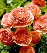 Load image into Gallery viewer, 40 Ranunculus. Lovely Holiday floral gift