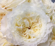 Load image into Gallery viewer, Fresh Garden Roses - Lovely Mother’s Day gift or anytime gift - spring decor