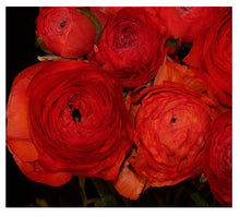 Load image into Gallery viewer, 40 Ranunculus. Lovely Holiday floral gift