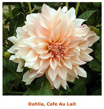 Load image into Gallery viewer, Fresh Dahlias - beautiful fall friends , birthday gift and any day gift