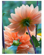 Load image into Gallery viewer, Fresh Dahlias - beautiful fall friends , birthday gift and any day gift